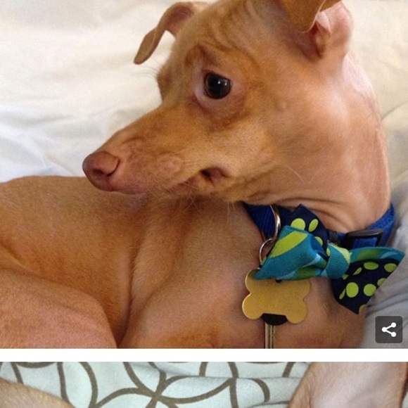 TUNA for President Hoodie - Picture 7 of 8